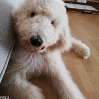 フィンリーくん
