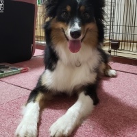 うたちゃん