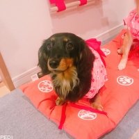blancちゃん