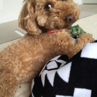 むくくん