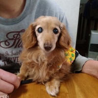 はなちゃん