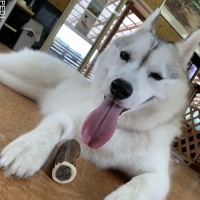 はちちゃん