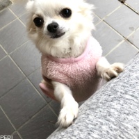 チロルちゃん