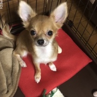 いぶきちゃん