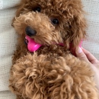 だんくん