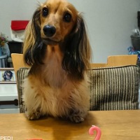 ここあちゃん