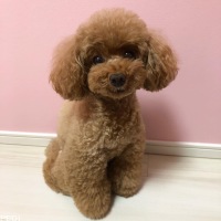 みえるちゃん