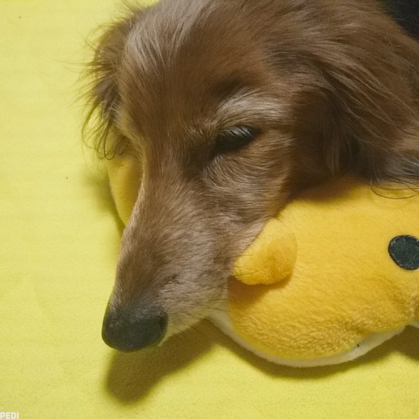 華ちゃん