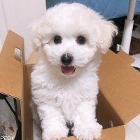だいふくくん