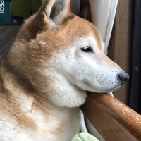 まめくん