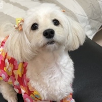 りんちゃん