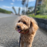 ぷぅちゃん