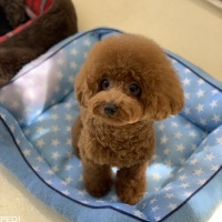テディちゃん