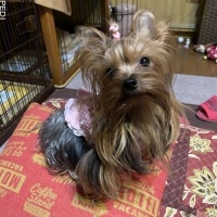 すみれちゃん