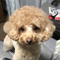 ミミちゃん