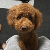 ネネちゃん