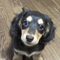 モモちゃん