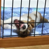 かっちくん
