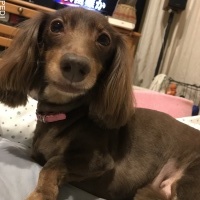 ももちゃん