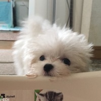 まるこめくん