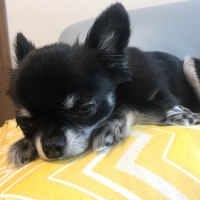 パピーちゃん