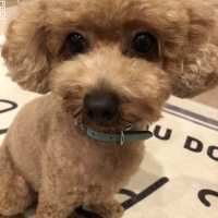 ショコラちゃん