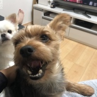 うるくん