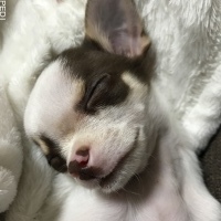 くぅくん