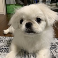 ふかちゃん