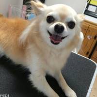 めるちゃん