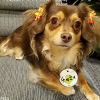 チャミィちゃん