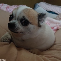 おーこちゃん