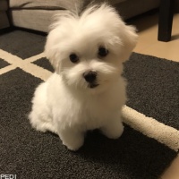 ふくくん