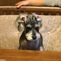 ダブルちゃん