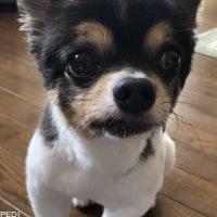 ごまめくん