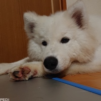 らいむくん