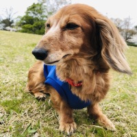 チェリーちゃん