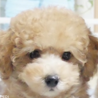 あのちゃん