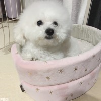 ぷーたんくん