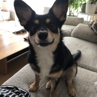 ドンテくん