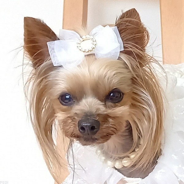 サラちゃん