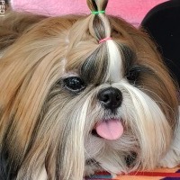 ポロンちゃん