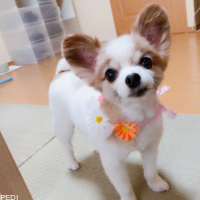 ベイビーちゃん