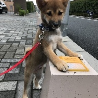 やまとくん