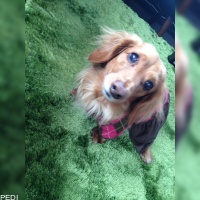 ショコラちゃん