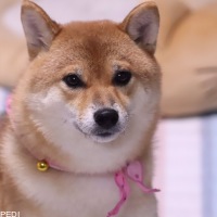 シエルちゃん