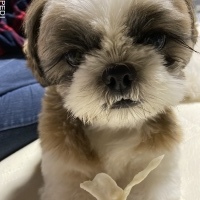 あずきくん