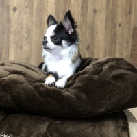 ののちゃん