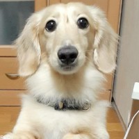 レオくん