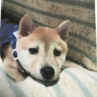 プーリーちゃん
